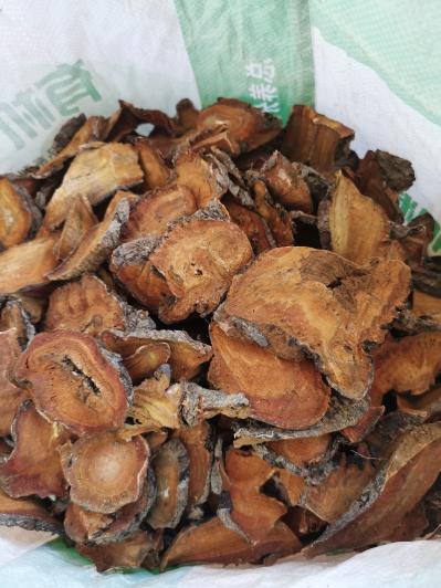 十年以上大黄出售