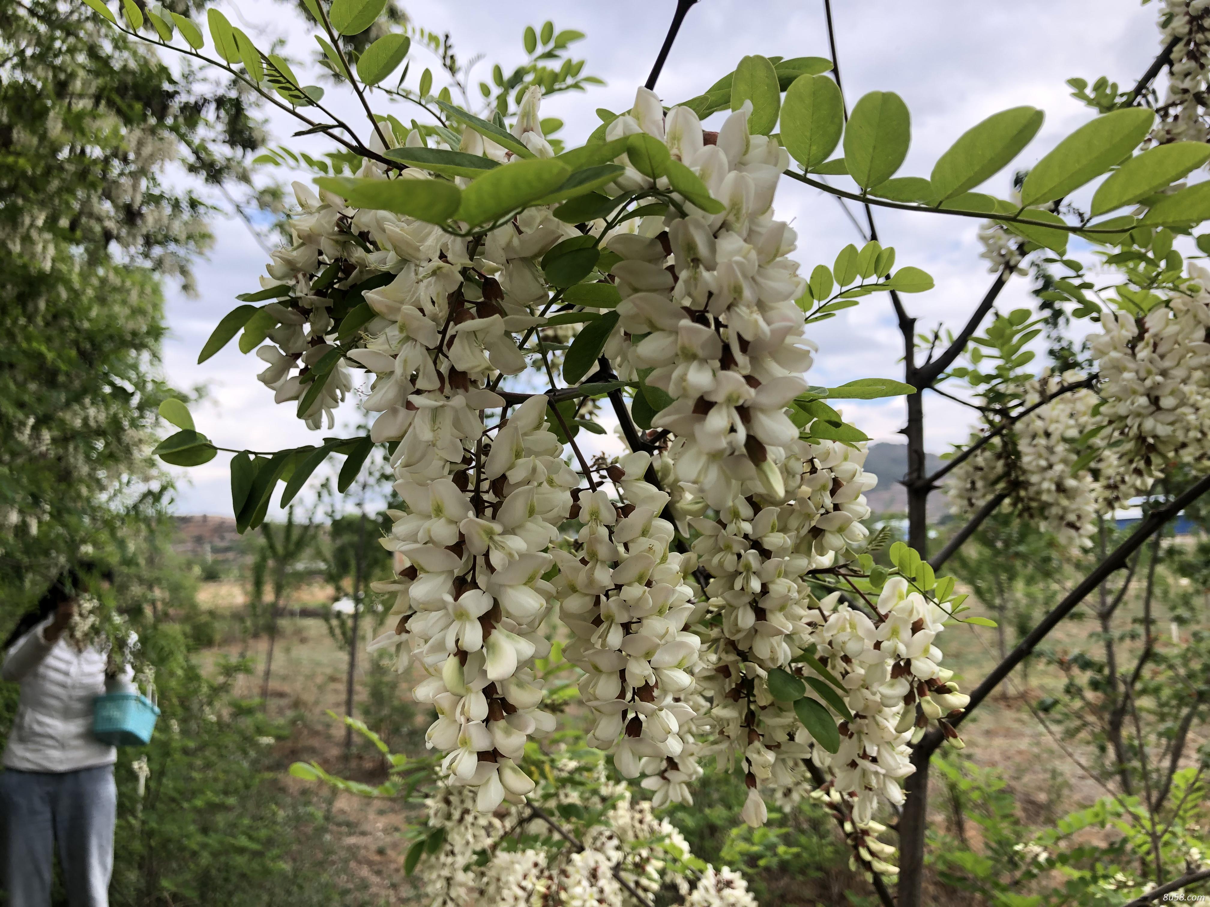 香槐花大量供应 香槐花大量供应