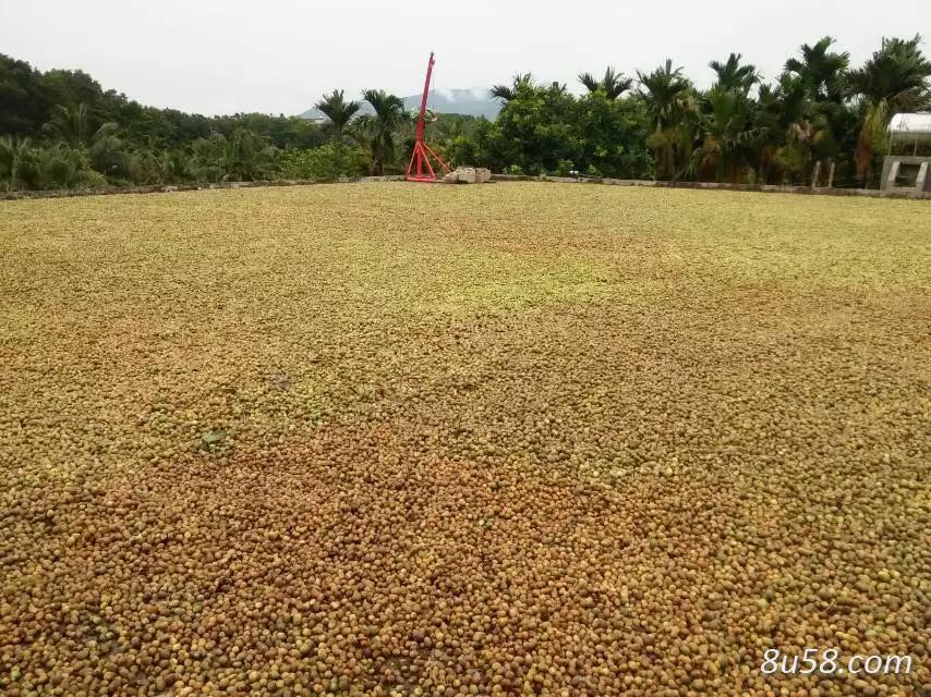 可供应大量海南益智仁