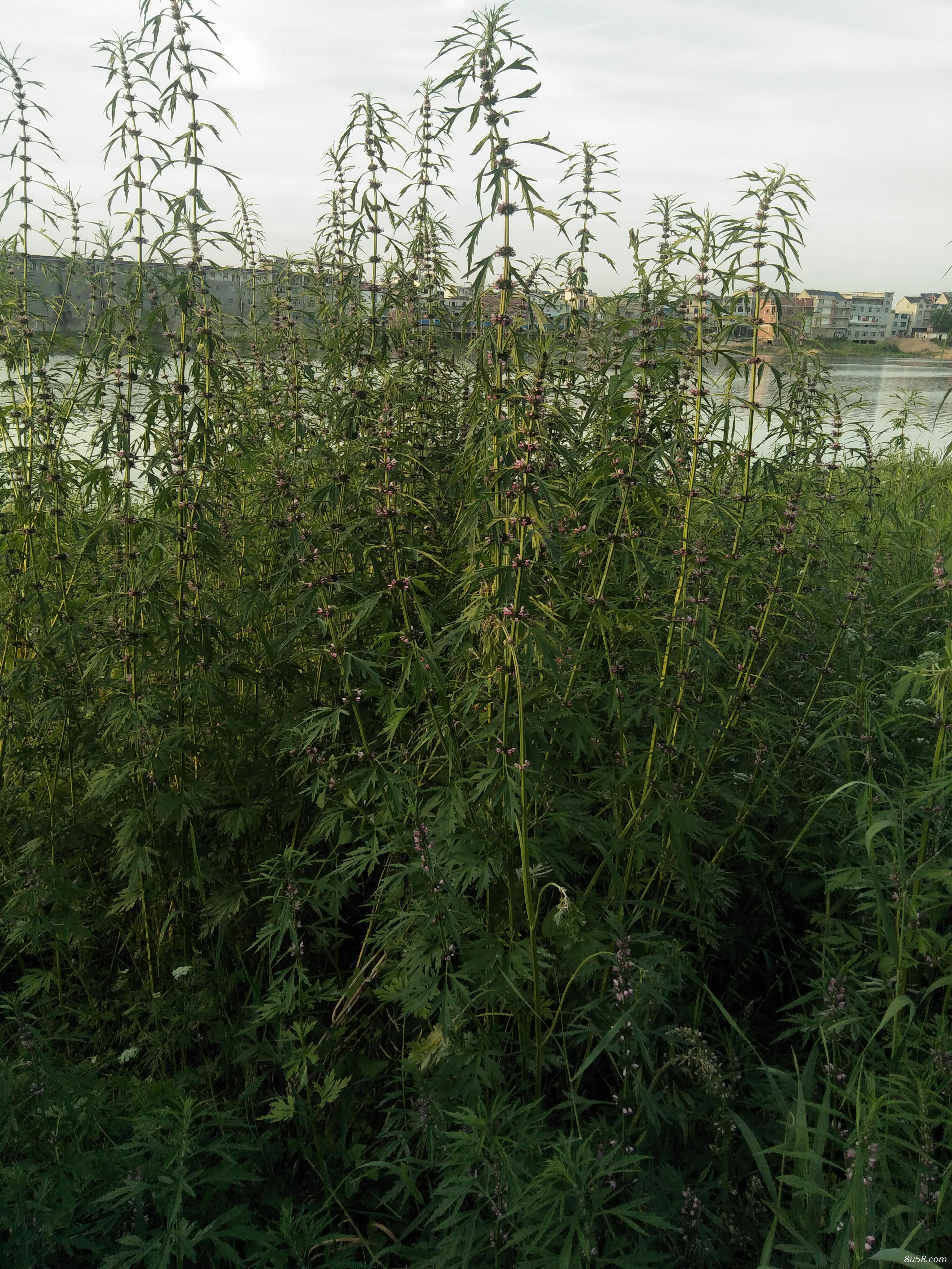野生益母草，药效好！