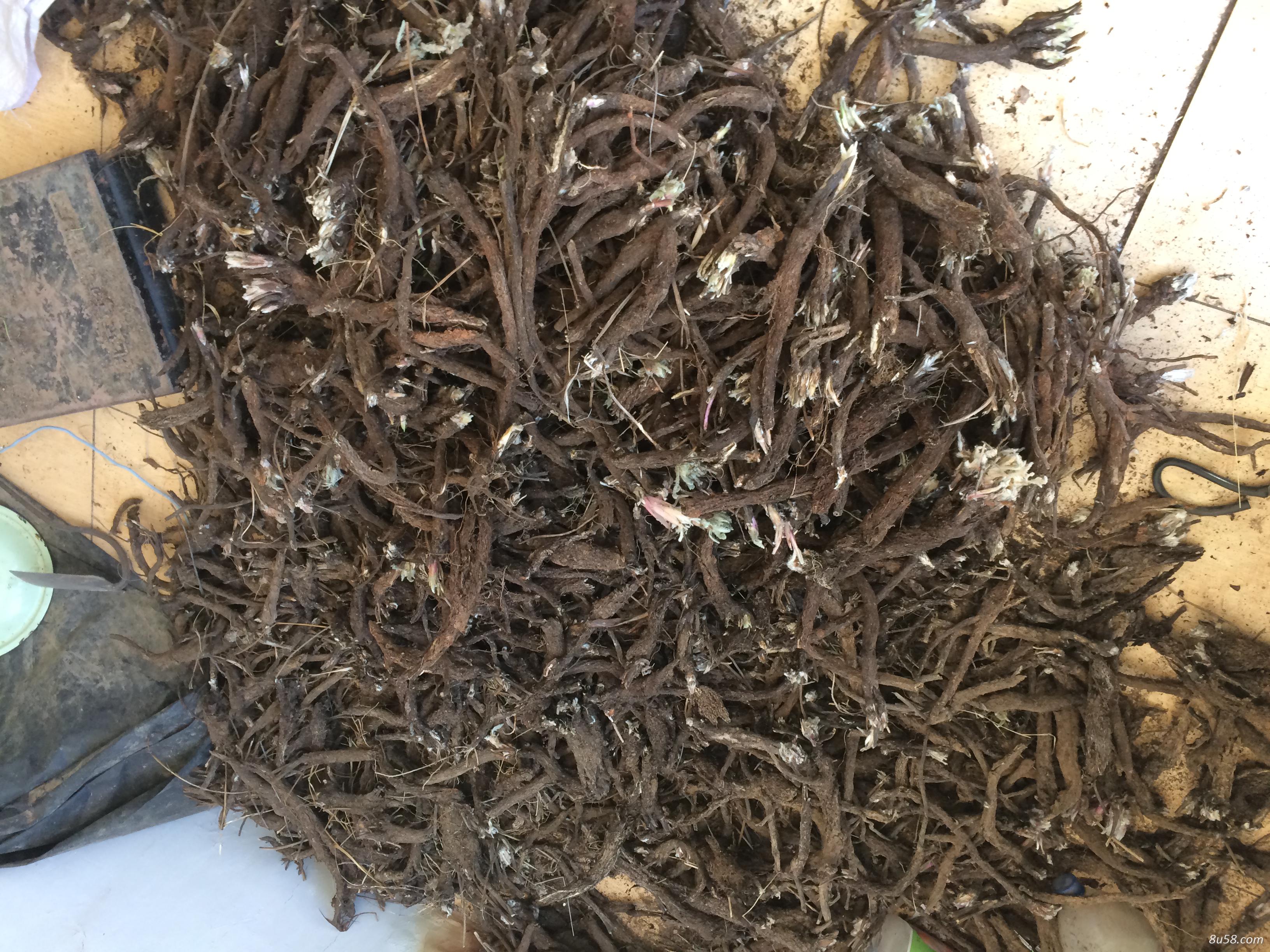 河北张家口产地直销 漏芦（狼头花）