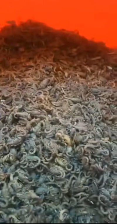海南野生蝎子，打老板提钱来我给你致富的宝藏