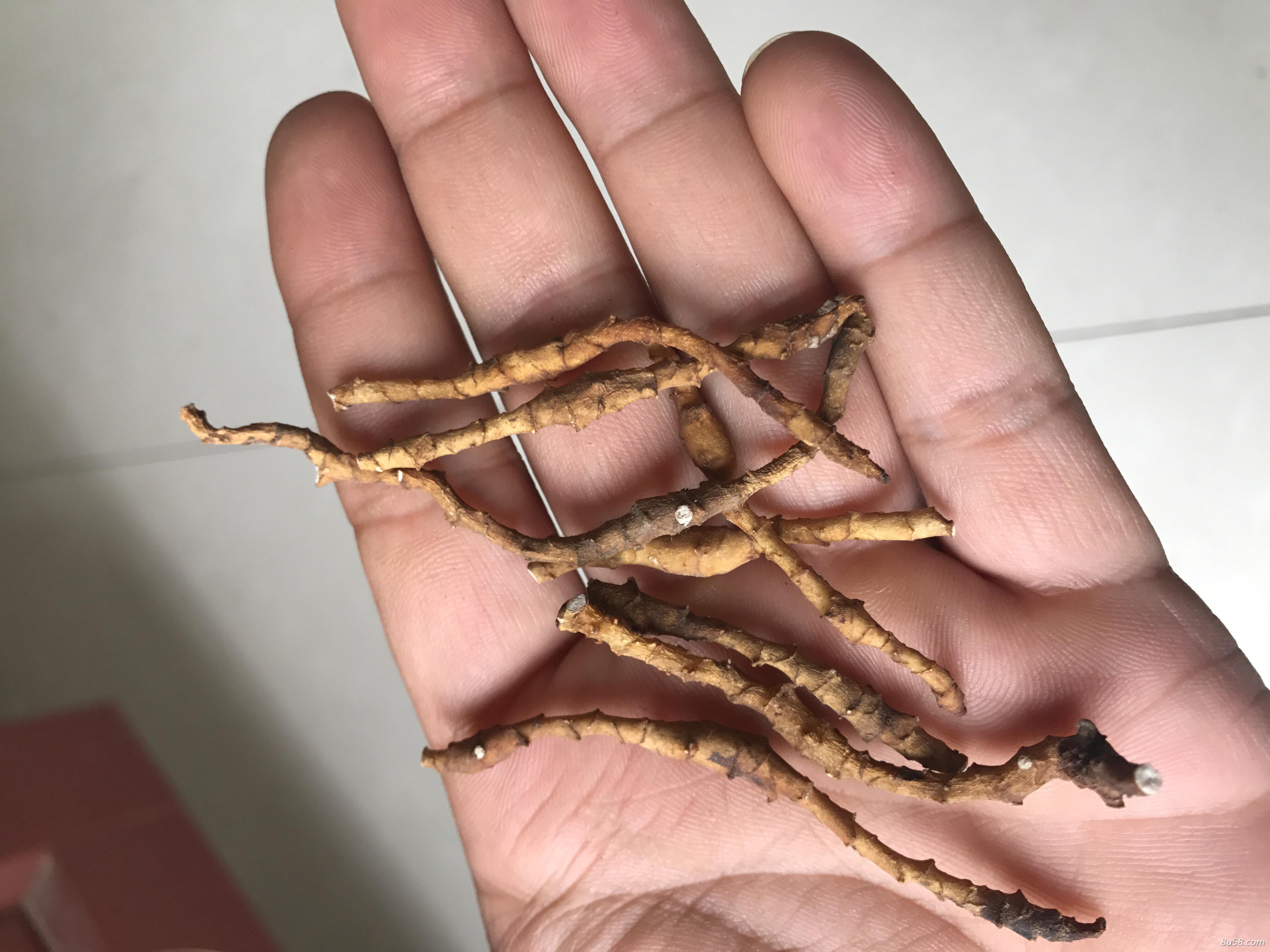 出售药材九节菖蒲需要的联系