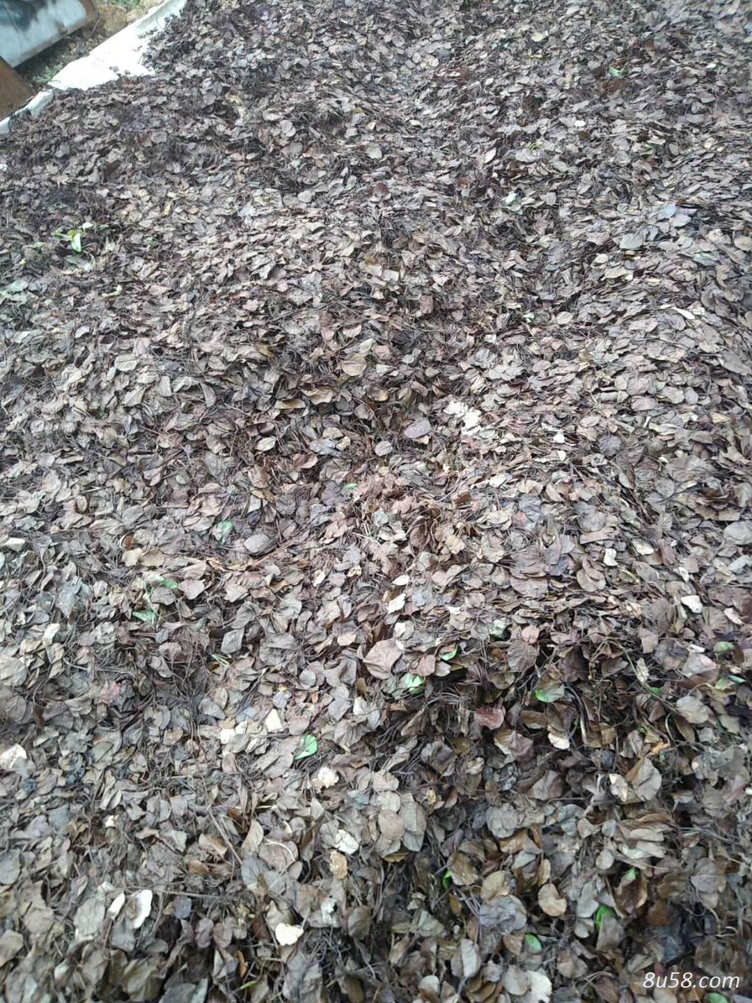 供应鹿晗草