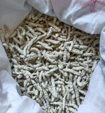 僵蚕产地一手资源