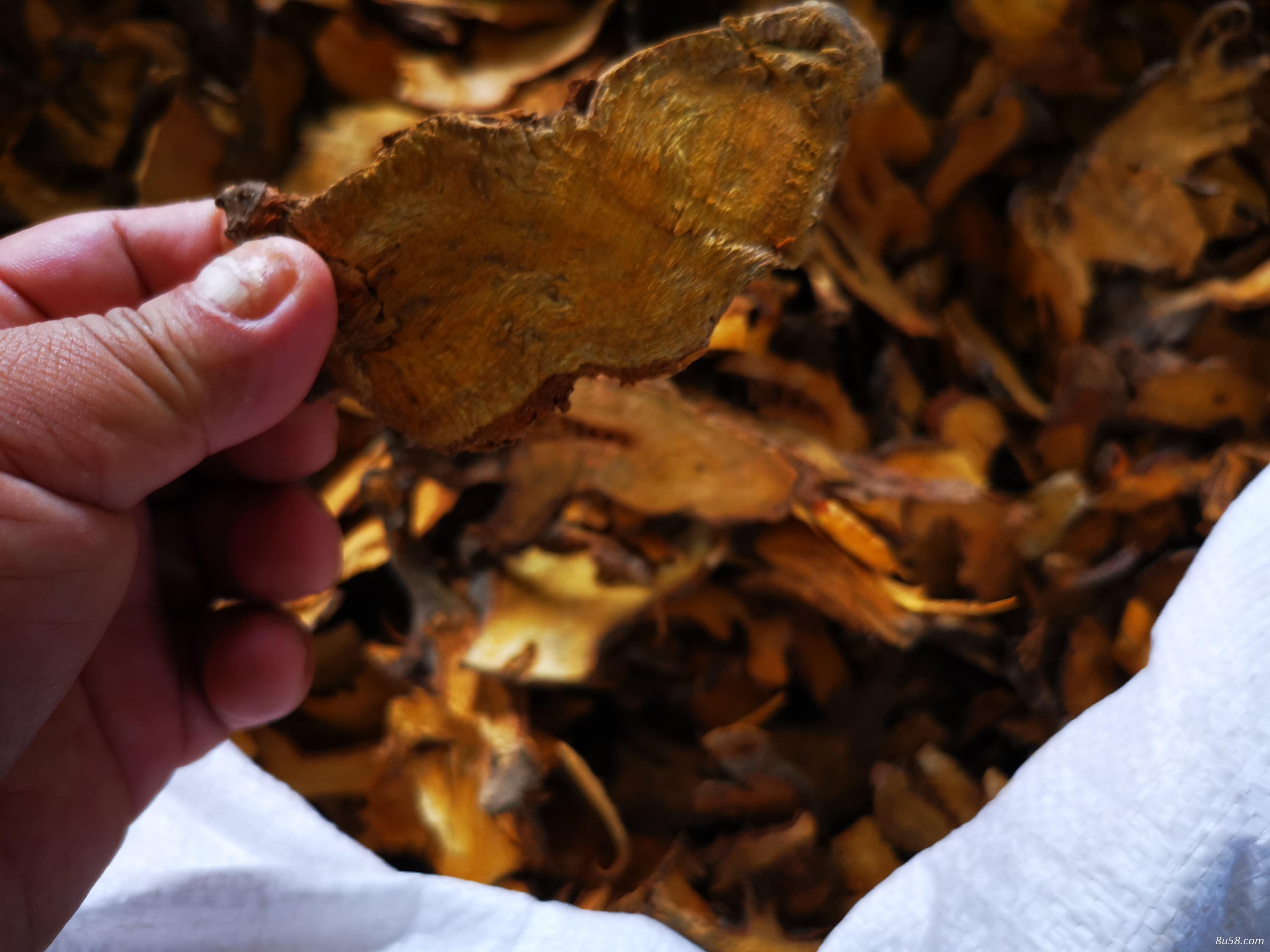 大量虎杖选片供货