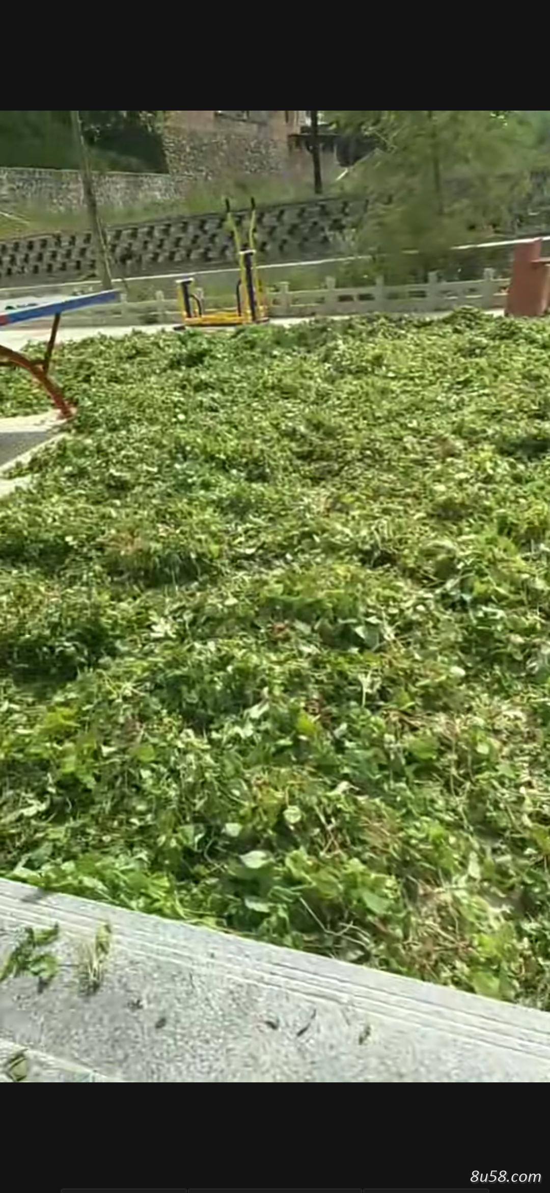 甘肃  陇南，淫羊藿，壮阳补肾 良药