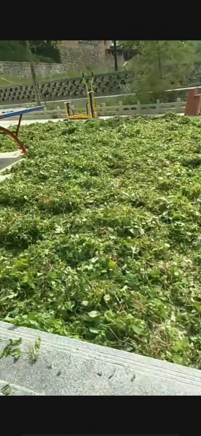 甘肃  陇南，淫羊藿，壮阳补肾 良药