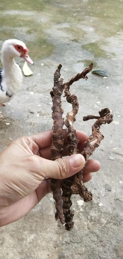 现有大量，石菖蒲，有老板看上的吗