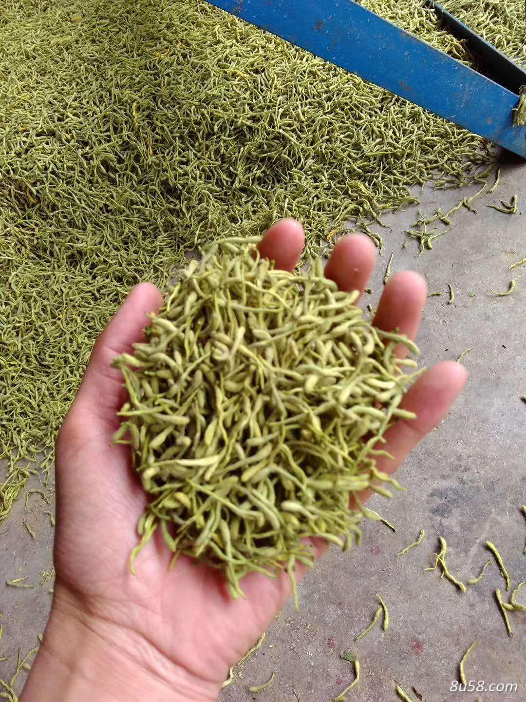 大量供应金银花