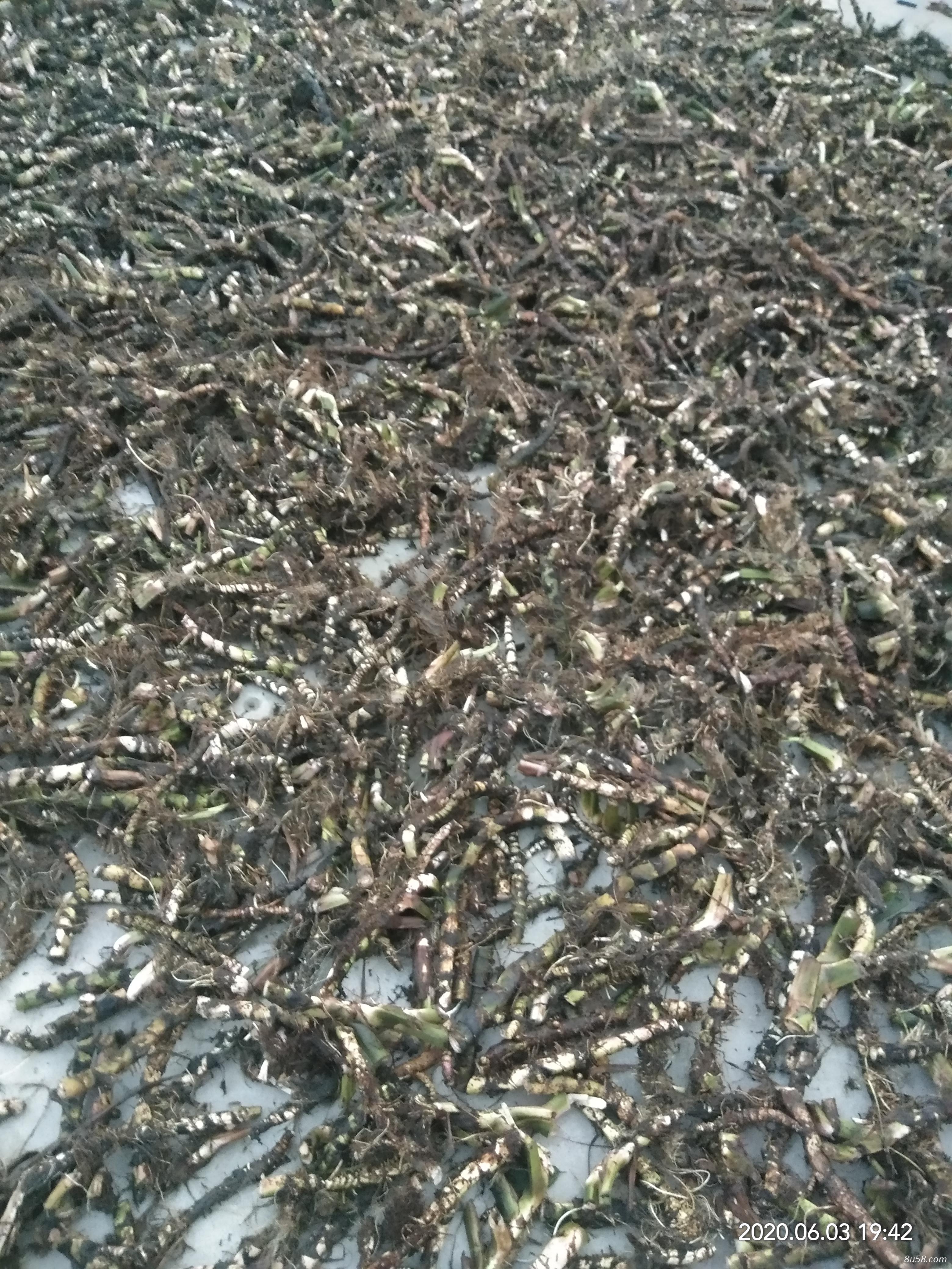 野生水菖蒲
