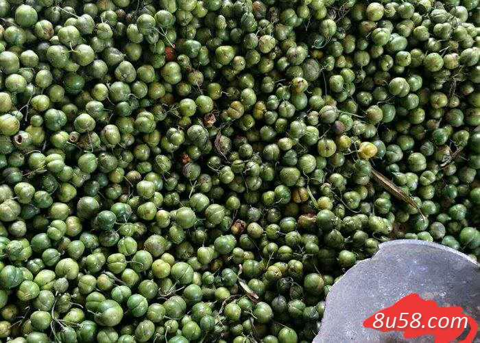 陕西秦岭深处原产地出售黄精种子
