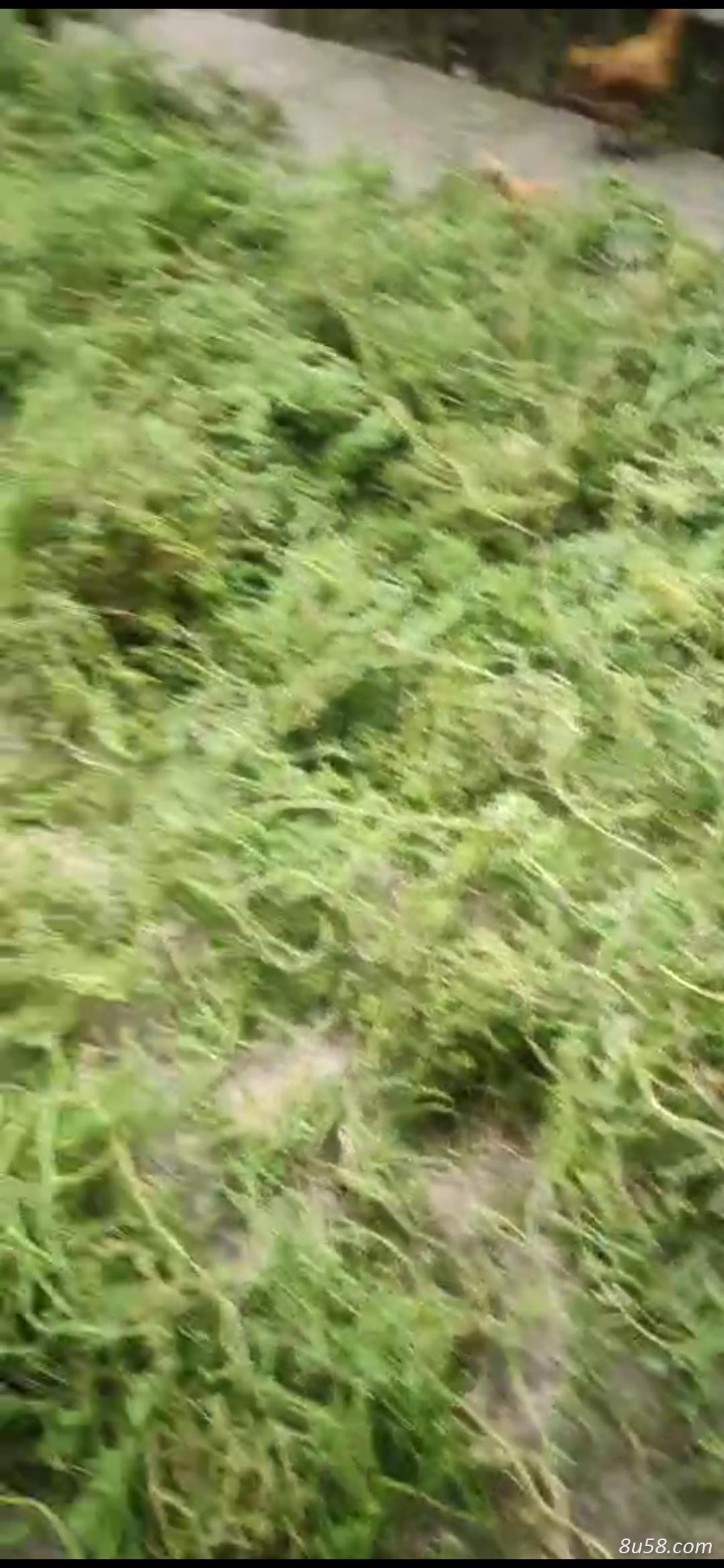 伸筋草