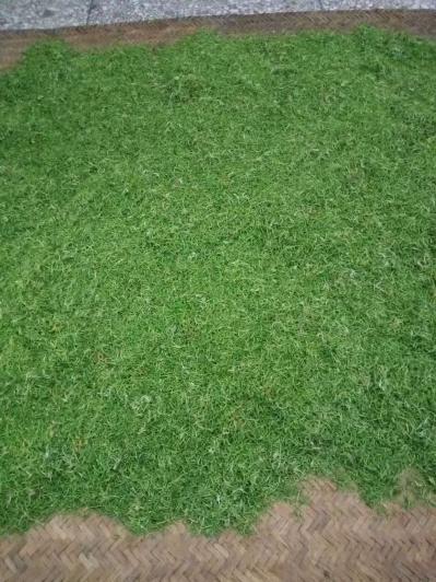微型企业专业加工、销售野生金银花茶～广西上林县十万大山原生态金银花茶