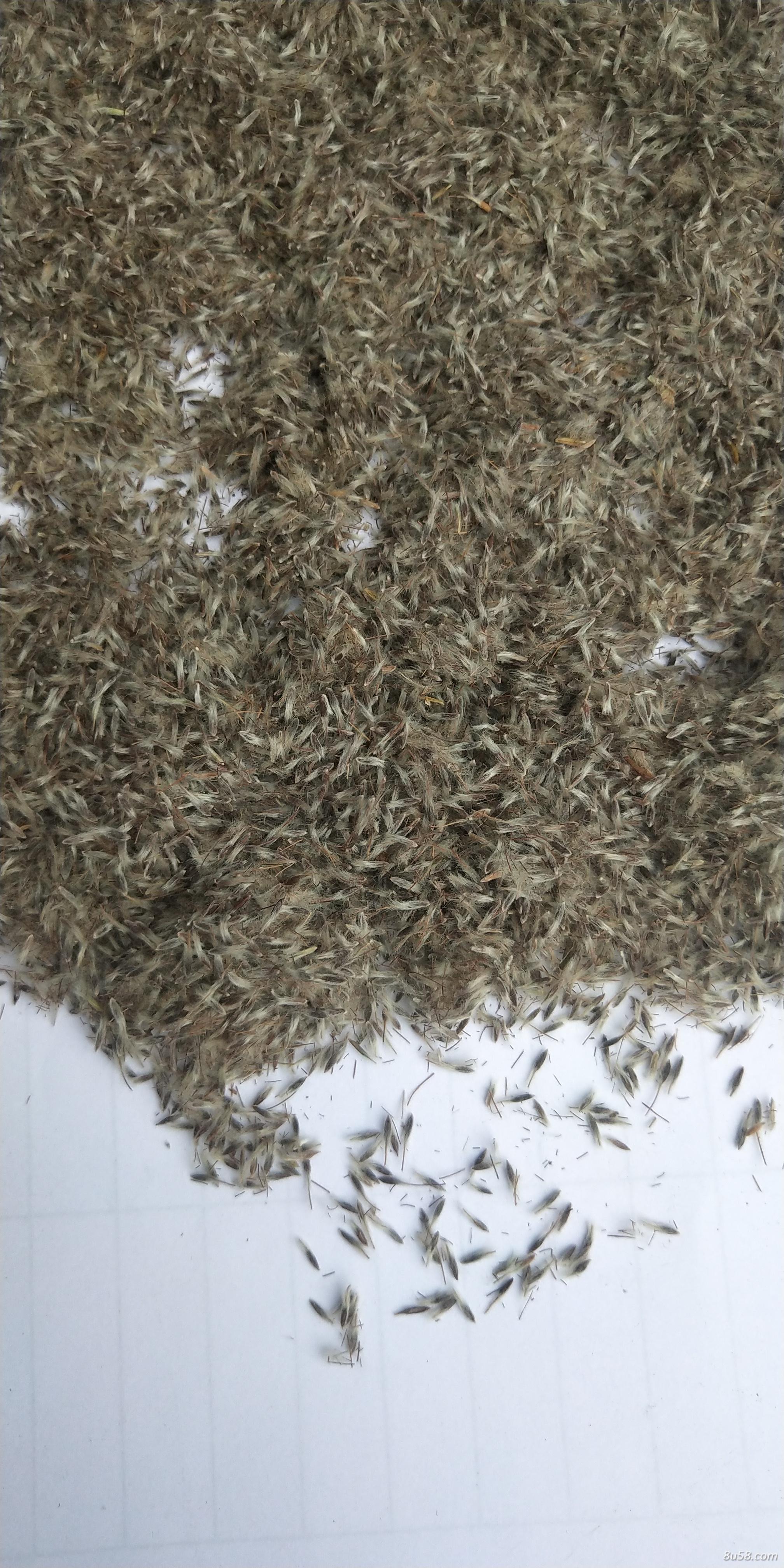 出售药材白头翁种籽 出售药材白头翁种籽