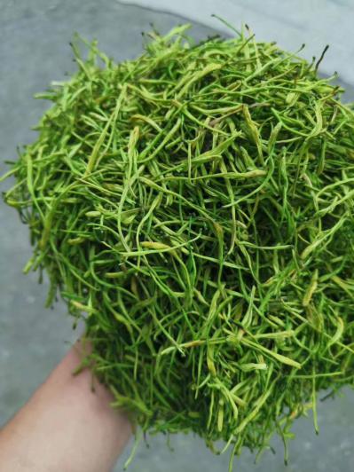 今年上新金银花