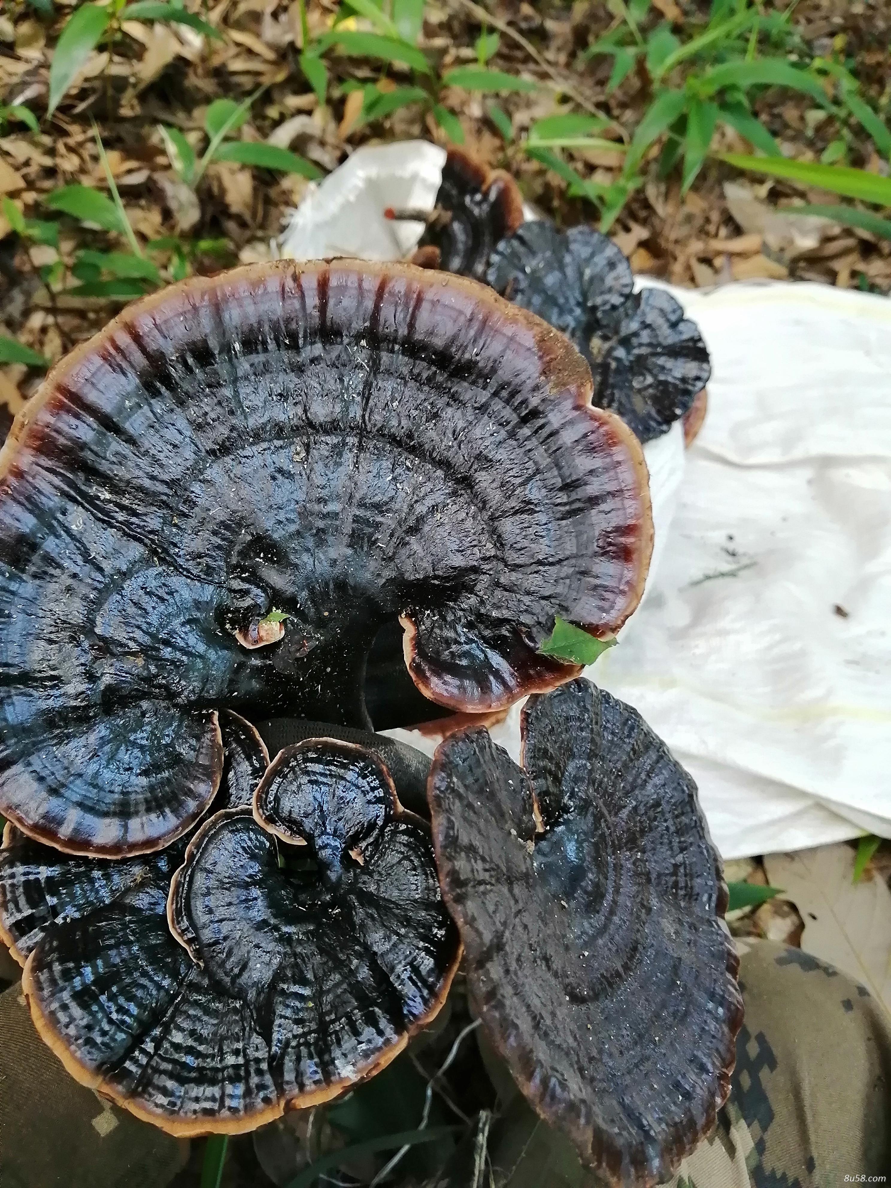 纯野生深山黑灵芝 纯野生深山黑灵芝