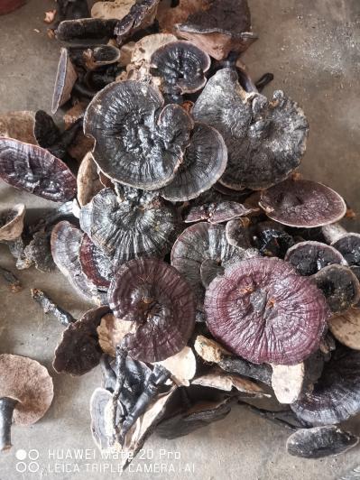 黑灵芝
