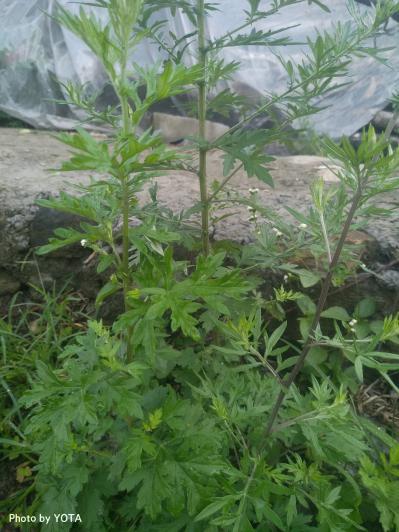 艾草