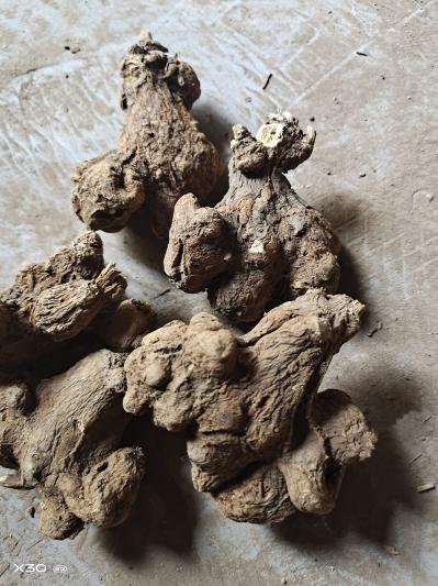 2年无硫白术30吨