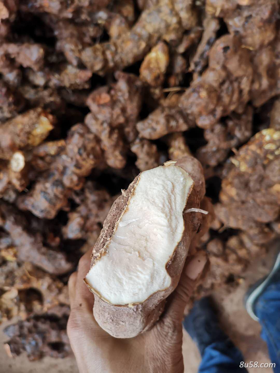 长期供应云南野生土茯苓，六两以上大货。