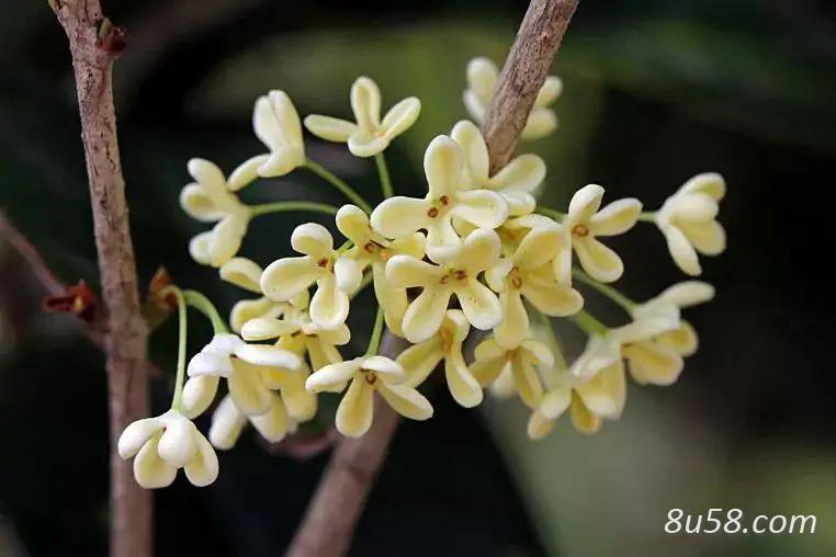 干、湿现摘桂花出售 干、湿现摘桂花出售