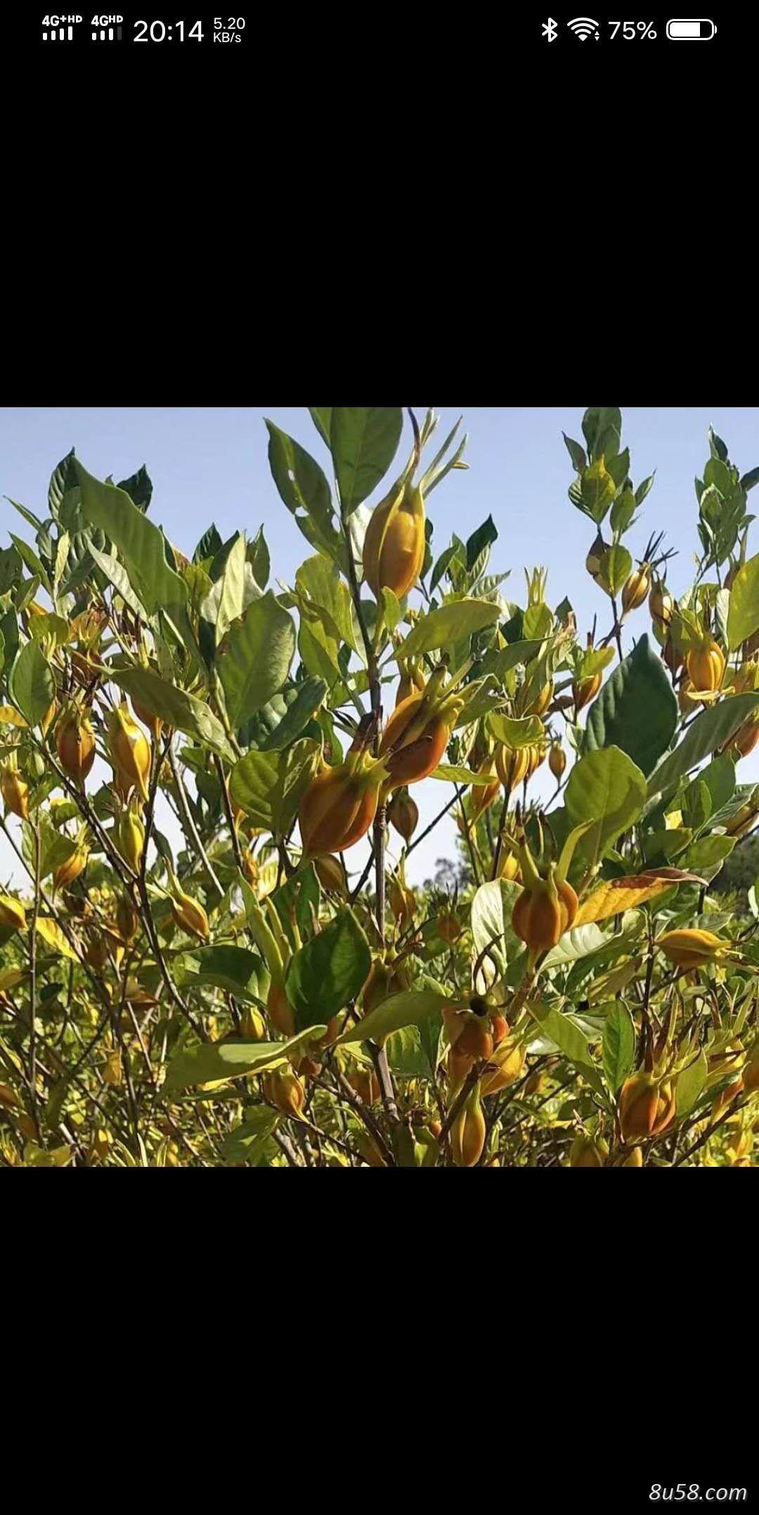水栀子大量出售