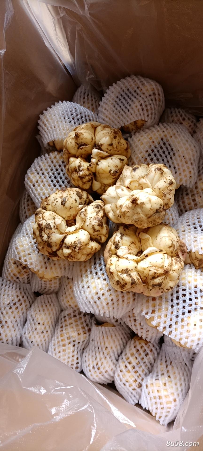 湖南百合供应种植户,可现场看货现挖,或视屏看货,或者样品邮寄 湖南百合供应种植户,可现场看货现挖,或视屏看货,或者样品邮寄