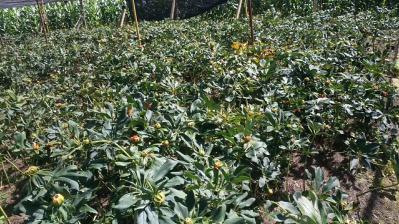 种植六年的重楼