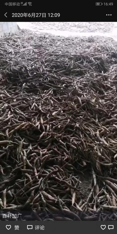 出售西双版纳野生百部