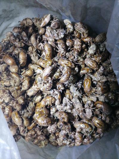 蝉蜕纯天然