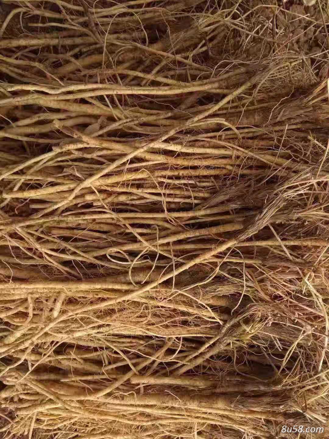 关防风苗