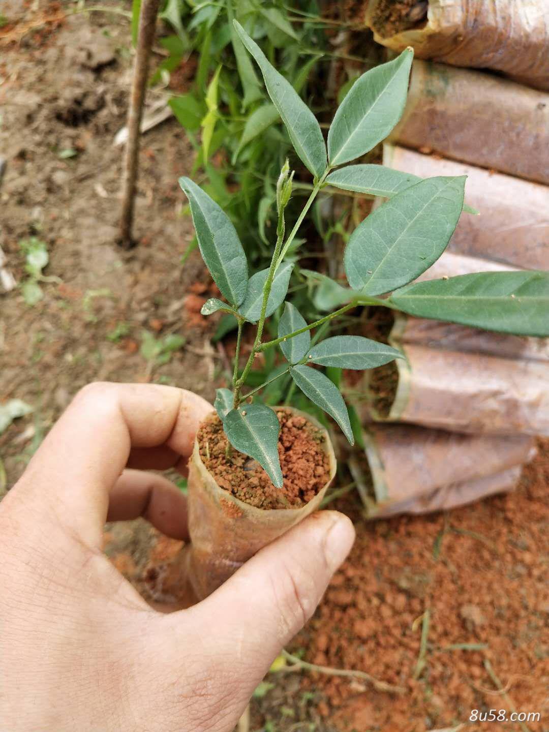 小叶牛大力种苗