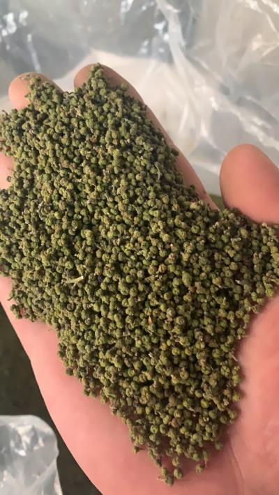 优等吴茱萸质量保证