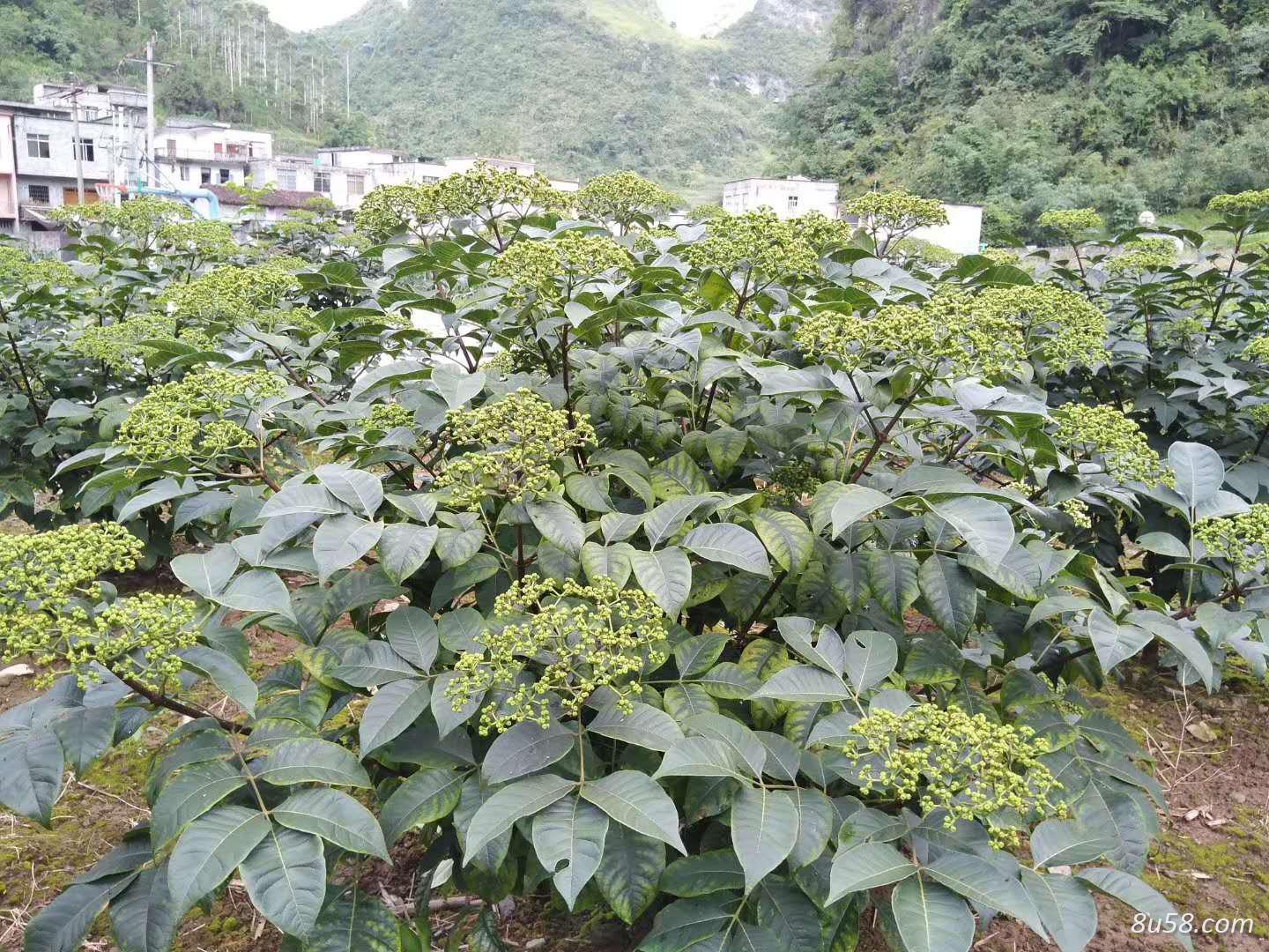 吴茱萸,吴萸,茶辣,漆辣子,左力纯幽子,米辣子 吴茱萸,吴萸,茶辣,漆辣子,左力纯幽子,米辣子