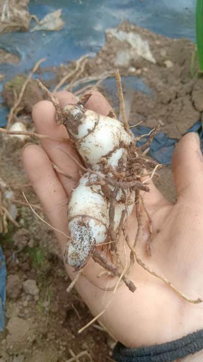 出售白芨鲜品