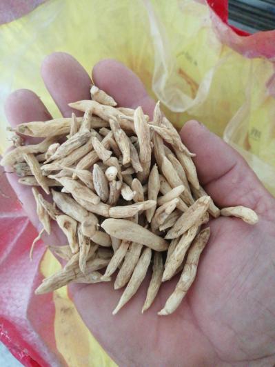 湖北麦冬出售