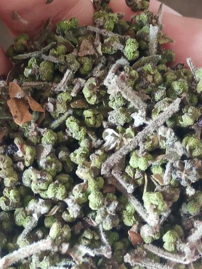 长期出售大量吴萸 及种苗