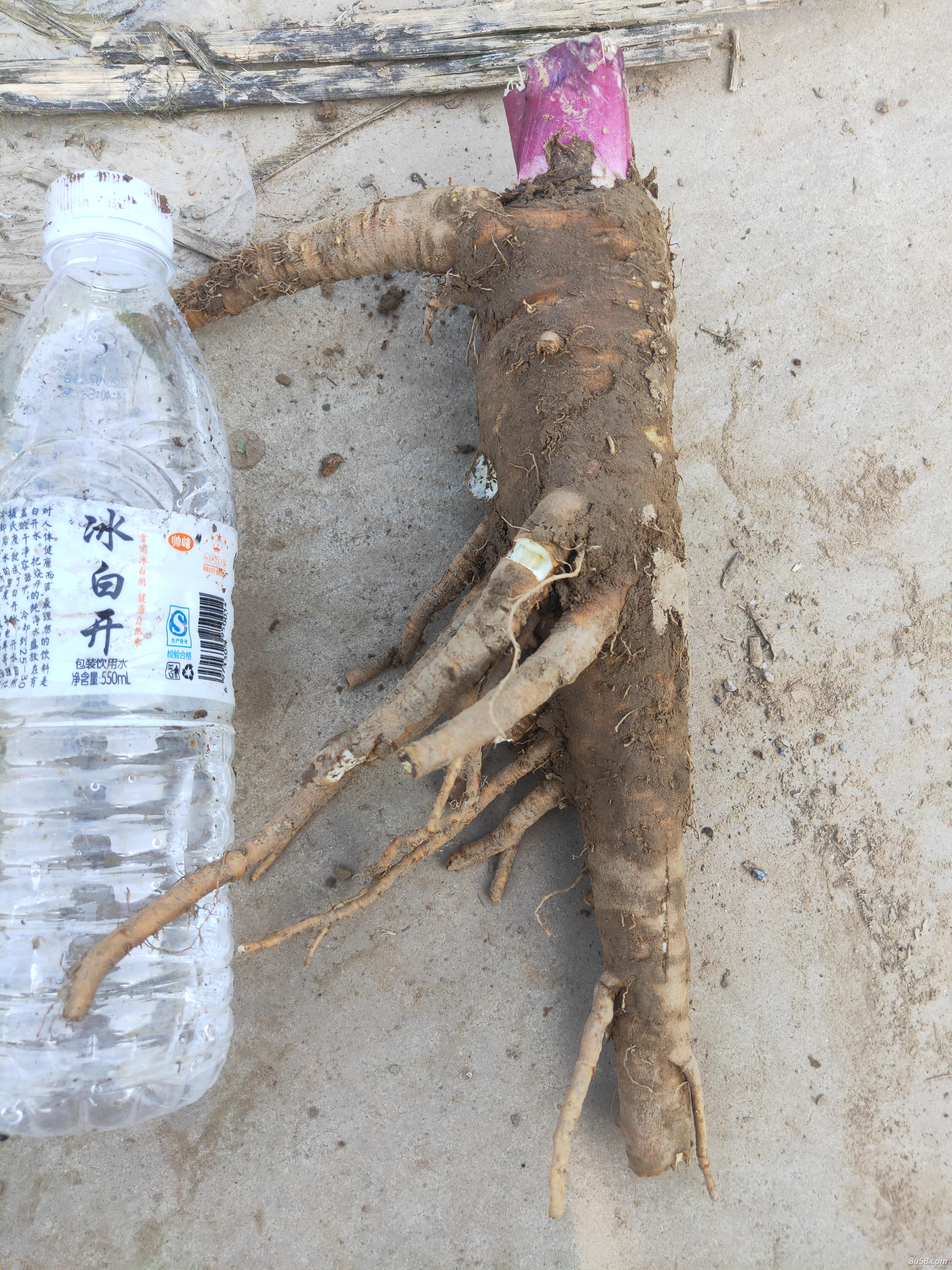 白芷,鲜货干货都可 白芷,鲜货干货都可