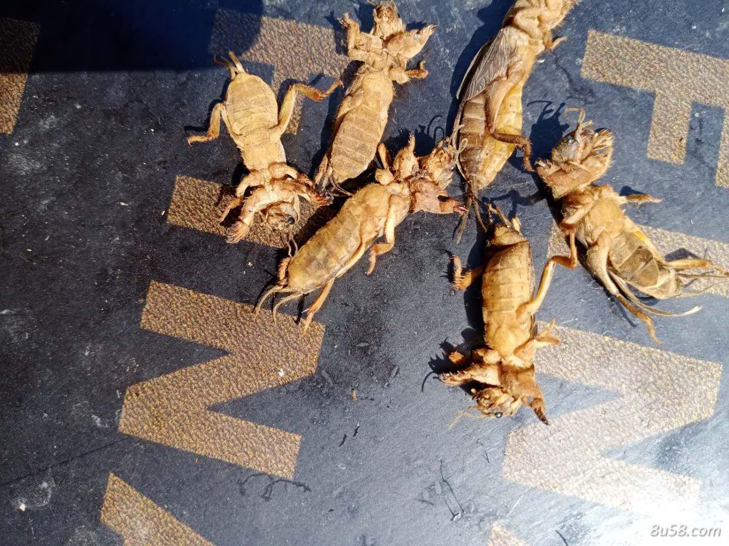 出售蝼蛄东北货源，有需要的可以联系我