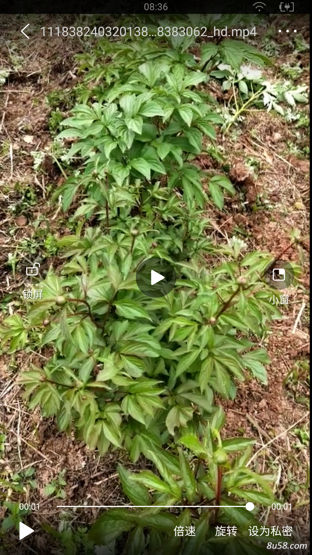 鲜赤芍出售