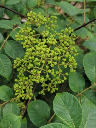 吴茱萸中花，质量很好。30吨