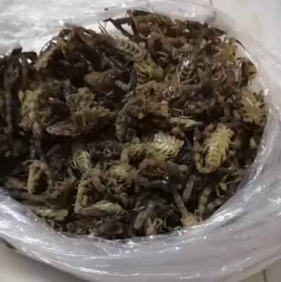 出售蝎子
