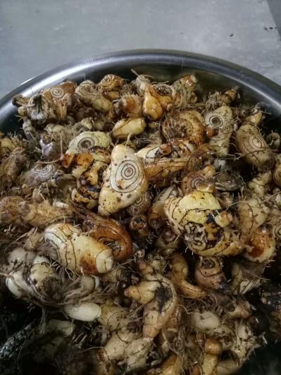 卖卖卖  白芨