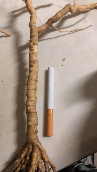 新鲜远志出售