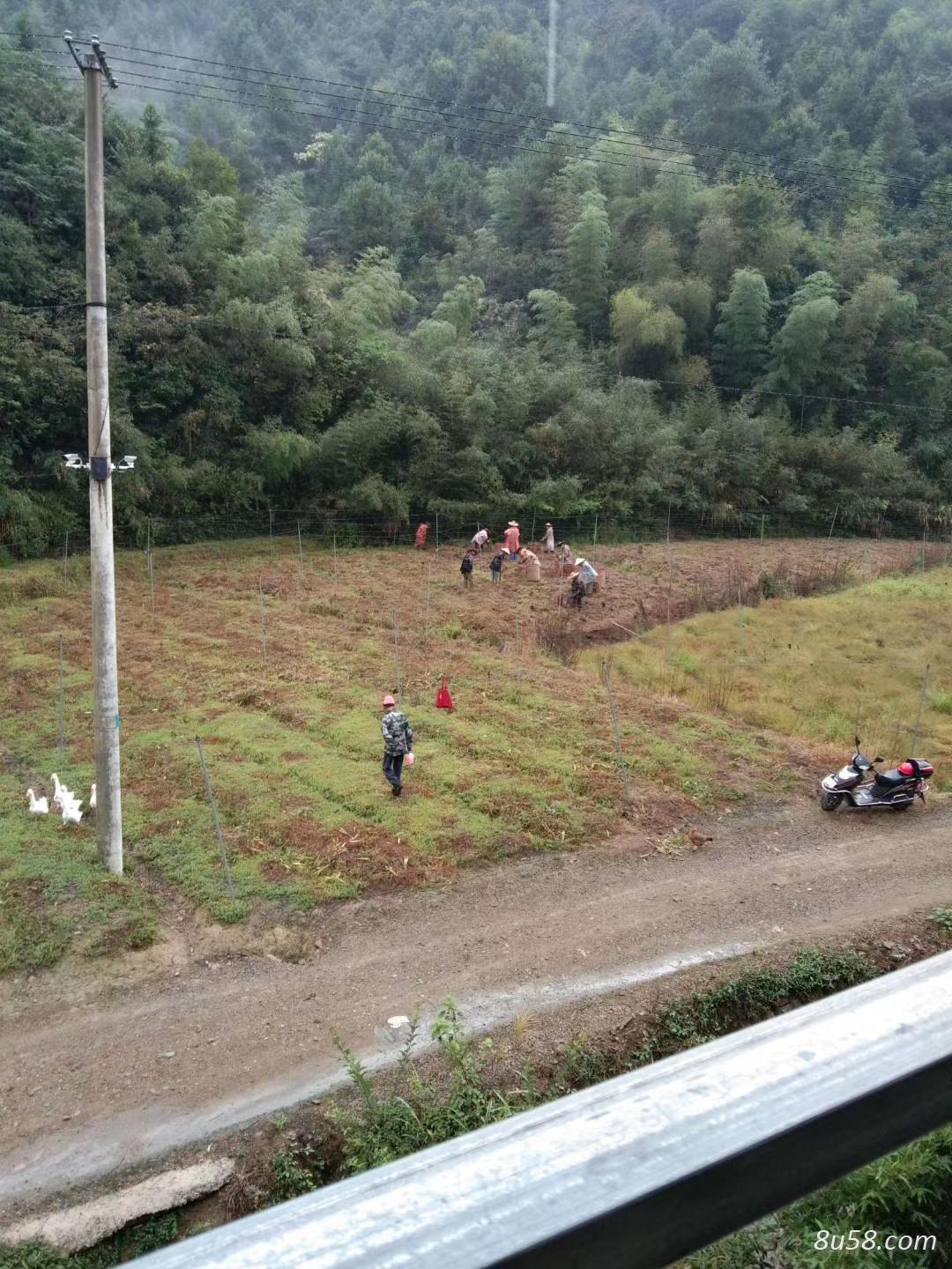 浙江临安60亩五年紫花三叉大白芨 浙江临安60亩五年紫花三叉大白芨