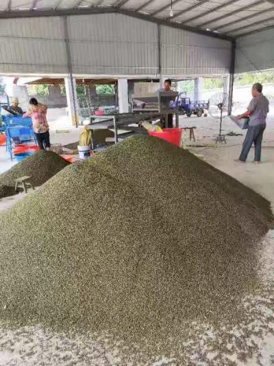 大量供应精选吴茱萸中花原料
