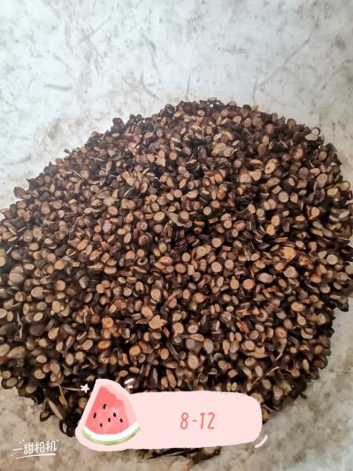 广西肉桂，桂枝粒，桂枝枝，桂皮