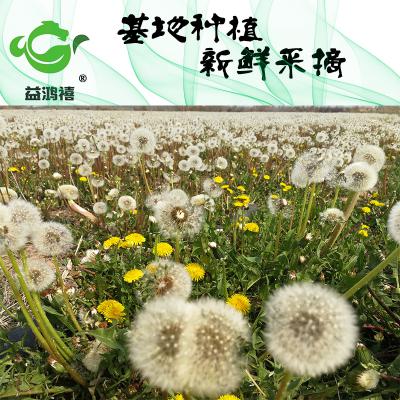 蒲公英干叶 婆婆丁现货