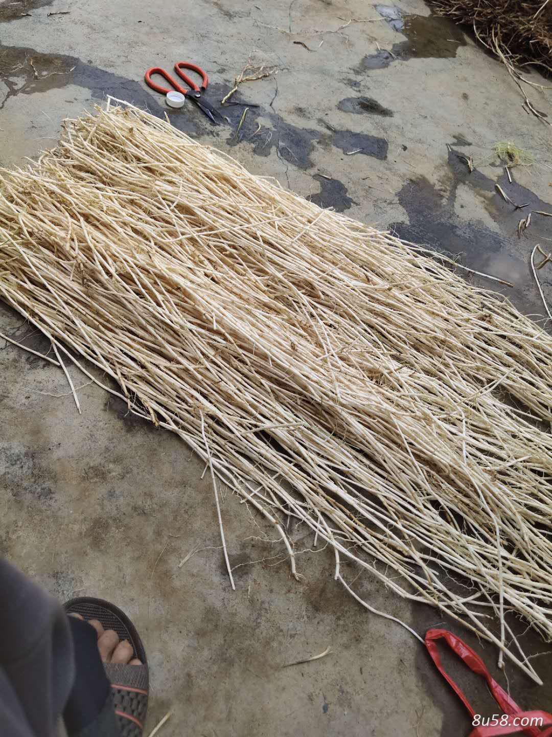 新鲜茅草根